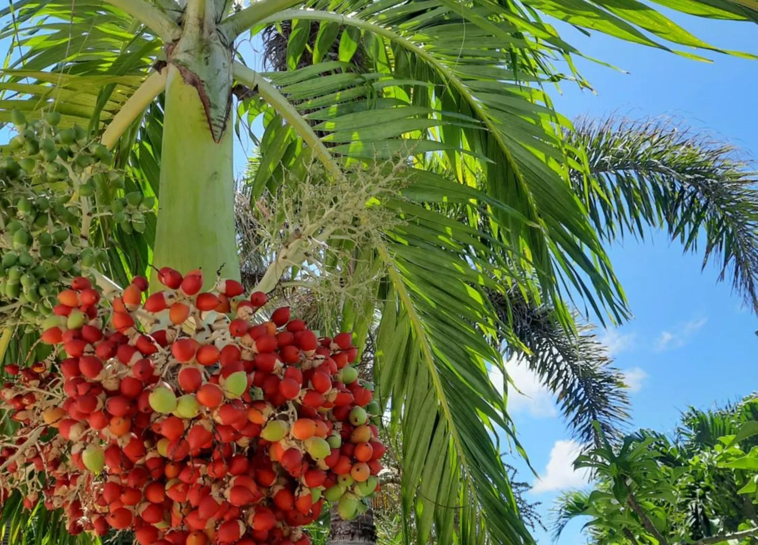 Gite Cannelle Saint-Francois  0*, Saint-Francois (Grande-Terre) Guadeloupe
